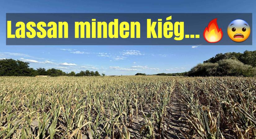 Ki van égve az Alföld, súlyos az aszály!