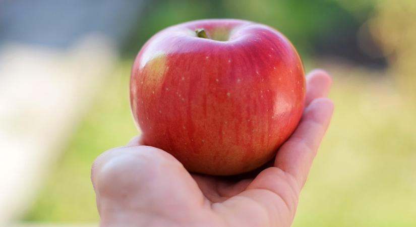A hazai kertészetek is jól járnának: több helyi terményt az iskolákba!