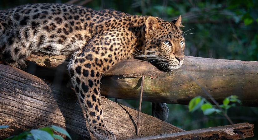 Nagyragadozók a sötétben: újra esti sétákon ismerkedhetünk meg a Zoo Debrecen állataival