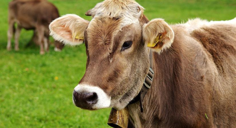 Rettegett kór jelent meg Európában – ezt kell tudni róla