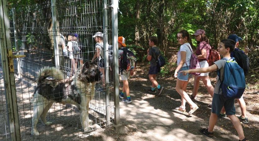 Kutyás táborral tarolt az Agóra Szegeden, akkora volt az érdeklődés, hogy rögtön kettőt is tartottak – galériával, videóval