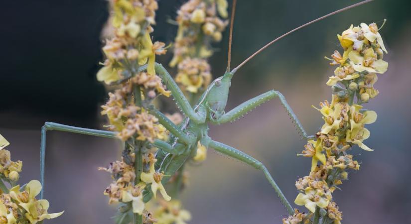 Rejtélyes élőlény él a bugaci pusztán – a szakemberek is tanácstalanok
