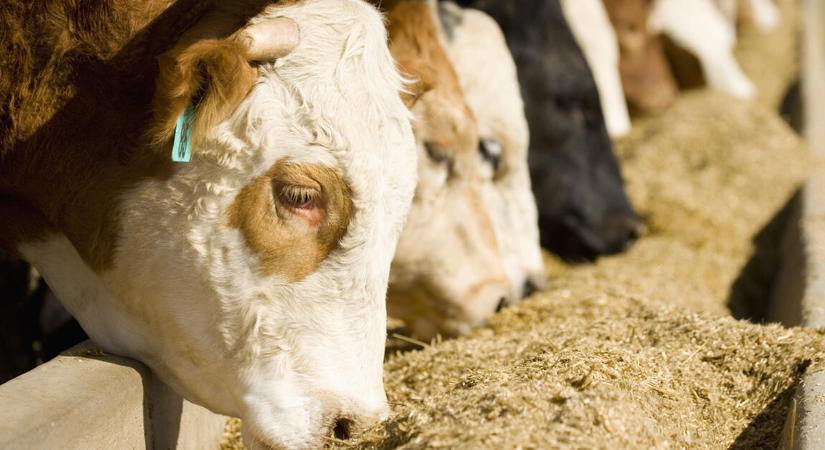 Jelentős ellenőrzés indul Magyarországon – ezt figyelik majd