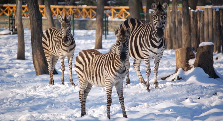 Zebra a hóban