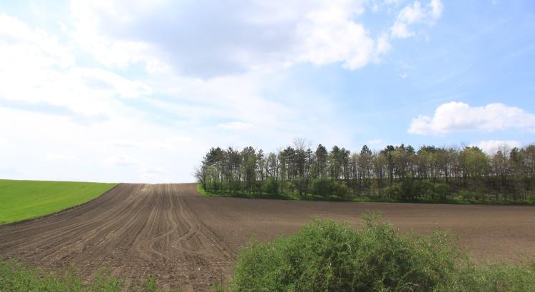 Ismét nyílik az agrár-erdészeti rendszerek pályázat