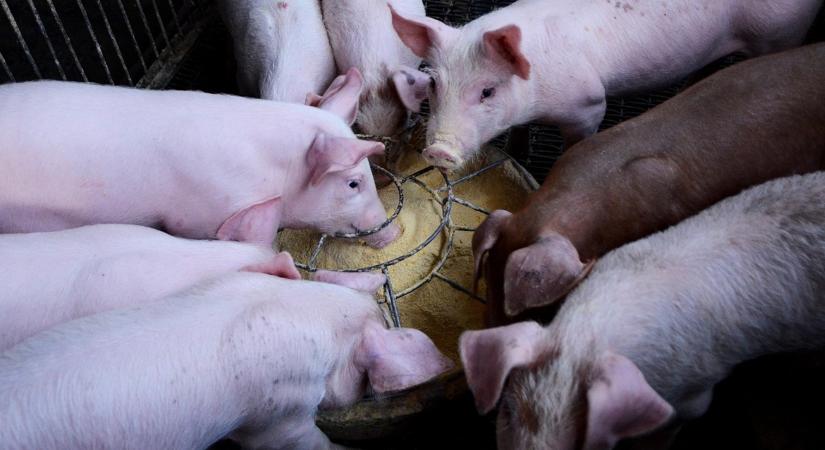 Zoonózisok: A megelőzés az állatok bélrendszerében kezdődik