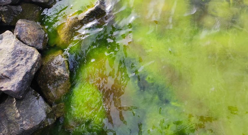 Ezekben a tengerekben terjed a húsevő, Vibrio-baktérium: így nem szabad vízbe menni