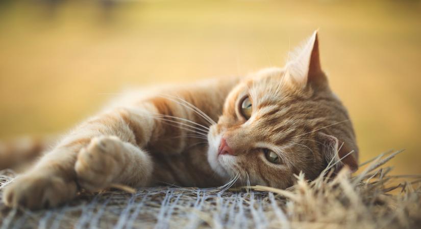 Ezek a hőguta tünetei a macska esetében: nehezebb felismerni, és életveszélyes