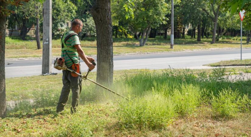 Kezdődik a parlagfűszezon, ezekre érdemes figyelni