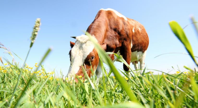 Hosszú évtizedekig fertőzhet a lépfene, nálunk is bármikor felbukkanhat