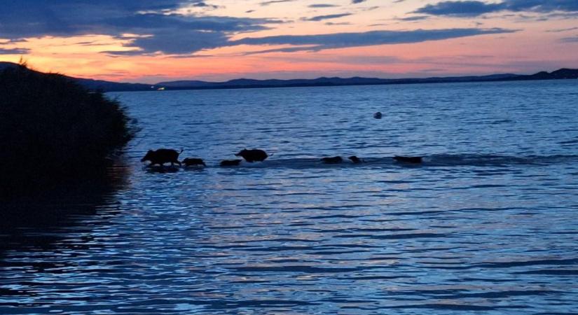 Strandolnak a vaddisznók Balatonnál – súlyos problémát jelent a vadászok szerint