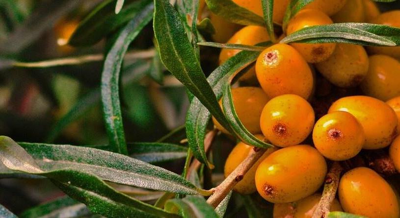 10 nyereséges kiskultúra: ezek a növények aranyat érnek