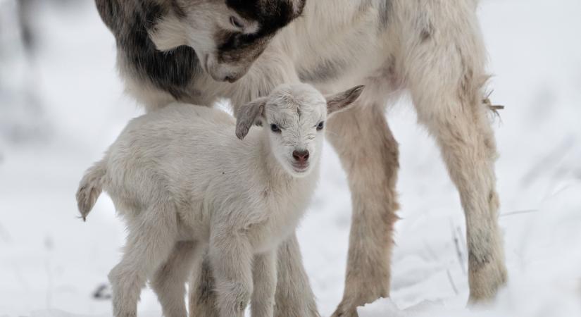 Téli cukiság: hófehér kecskegida-ikrek a Debreceni Állatkertben