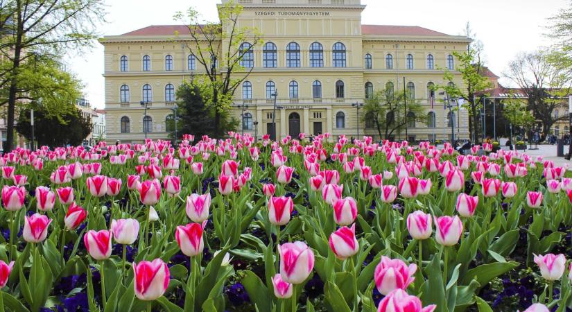 Visszavonta a Szegedi Tudományegyetem a fogorvosi kar dékánjának abszolutóriumát