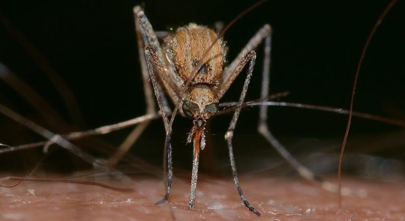 Hiába a szárazság, nem csökkent a szúnyogok száma