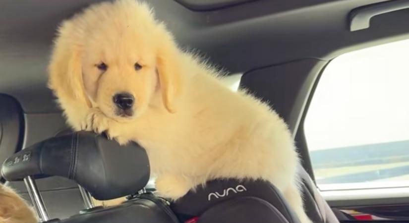 Sorra éri a balszerencse az apró golden retrievert - Ez a videó taroja le a netet