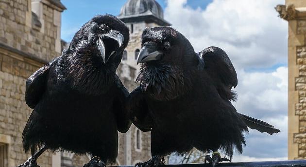 A Tower új titkai: a Fekete Halál áldozatai