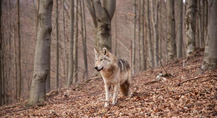 Farkasfalkával találkozott egy férfi, fotókon a megdöbbentő pillanat