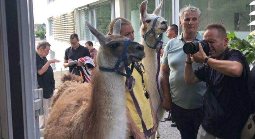 Lámák zavarták meg a törökbálinti önkormányzat ülését