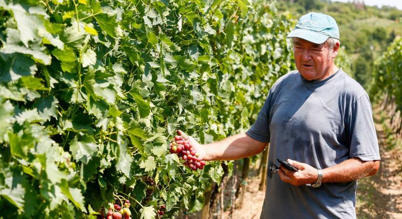 Haldoklik a zalai szőlő – brutális betegség tarol végig az ültetvényeken, zárlat van érvényben!