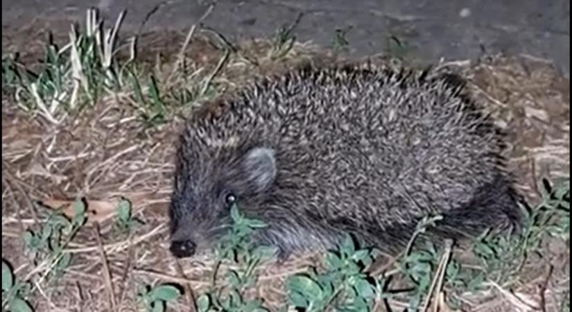 Übercuki állatot vettek videóra Szekszárdon (videóval)