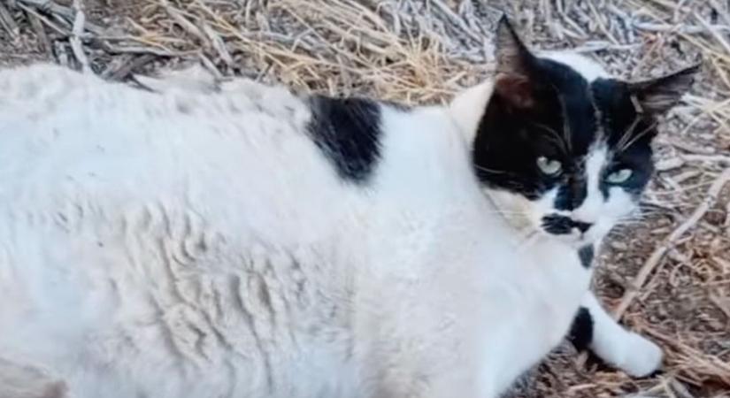 Chonkus Maximus legendája: kóbor macskából nemzeti kincs