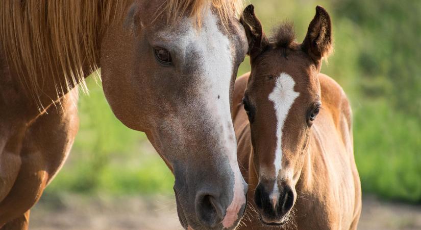 Külföldieket vertek át online lóeladással – pénzbüntetést javasol az ügyészség