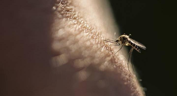 Megállíthatatlan a rettegett vírus: szúnyogcsípés terjeszti a magyarok kedvelt nyaralóhelyén