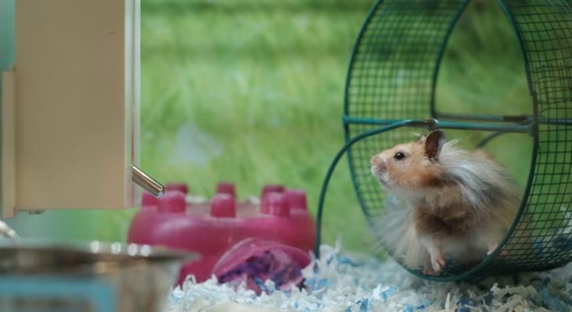 A hörcsög, aki éjszaka bulizik – Miért nem alszik, amikor te igen?