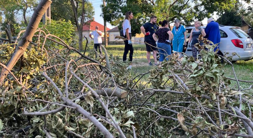 Csütörtökön bővült az önkéntescsapat, hétfőn folytatják a zöldhulladék összeszedését