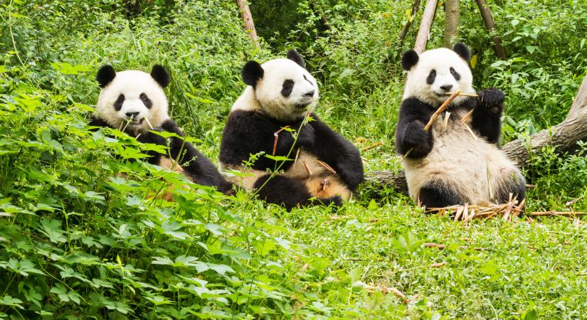 Pandatenyésztő és -kutató parkot hoznak létre Sanhsziban