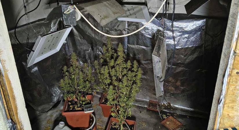 Titkos sufniban találtak kannabisz-ültetvényt oltás után a tűzoltók