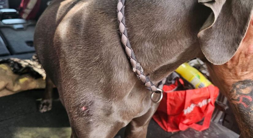 Életmentésre tréningezték a kutyát, amikor egy hajóról légpuska lövedéket eresztett bele a miskolci férfi - így van most - fotókkal