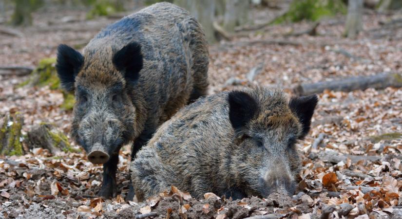 Nagy a baj: ismét felütötte a fejét a sertéspestis a magyar határhoz közel