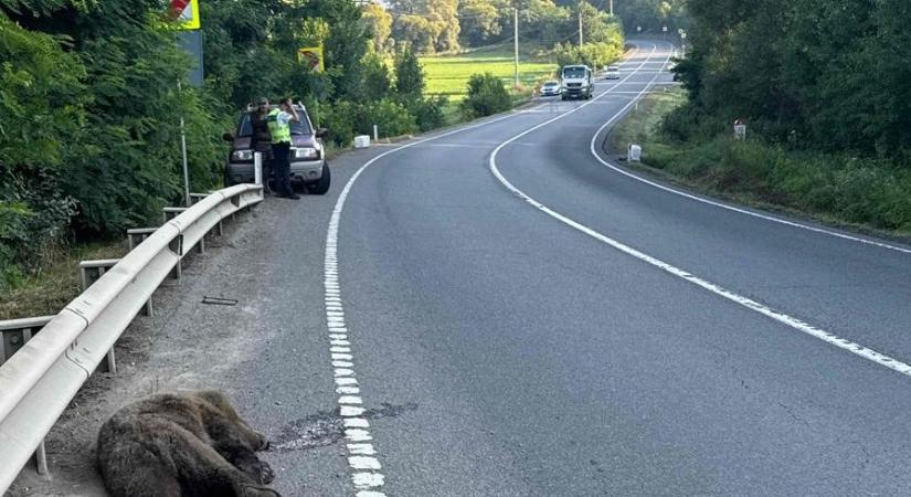Halálra gázoltak egy medvét Mikóújfalu közelében
