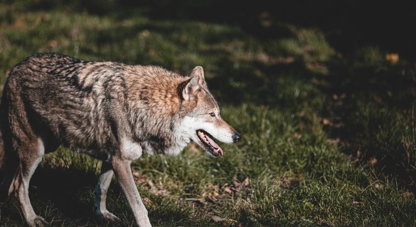 Farkasokba botlott egy kéktúrázó, fotókat is készített a falkáról