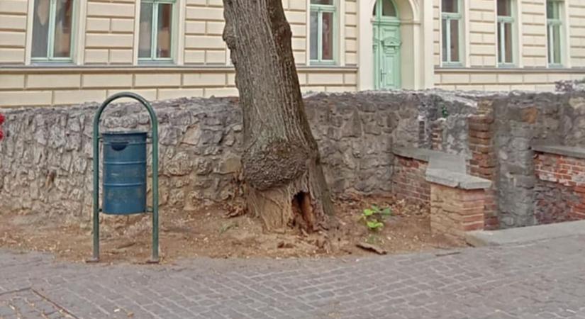 Balesetveszélyes fát találtak a pécsi belvárosban