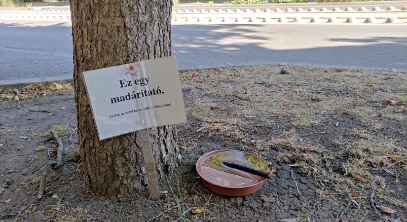 Aranyéletük van a vásárhelyi madaraknak