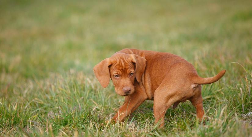 Mit jelent a vizsla kutya neve? 1000 éve megmutatták már híres krónikák