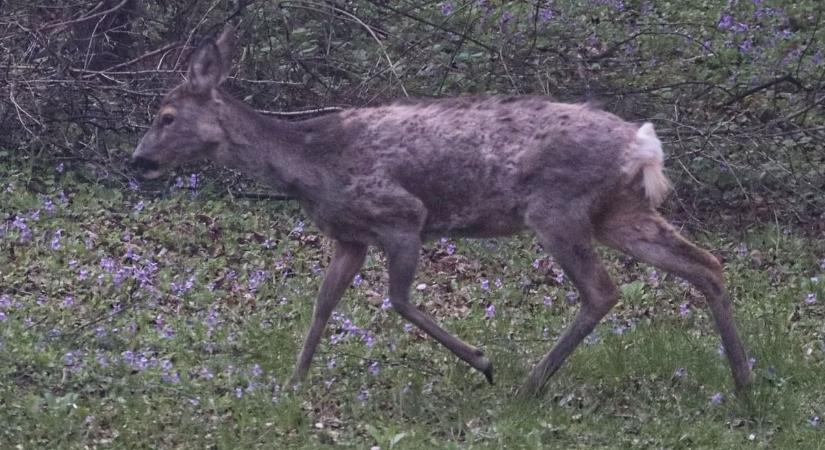 Vadgázolás, őzszerelem: megelőzés és a teendők