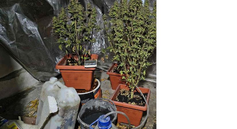 Kannabisz ültetvényre bukkantak tűzoltás közben.