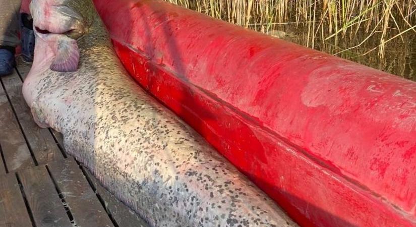 Óriáshal a Fertő tóban – Fotón mutatjuk a gigantikus állatot