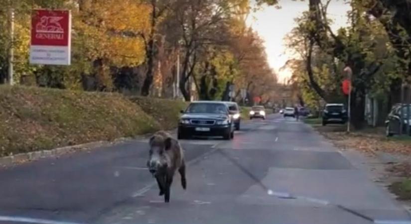 Játszótérre tört be a vaddisznókonda – gyerekek is veszélyben lehetnek (VIDEÓ)