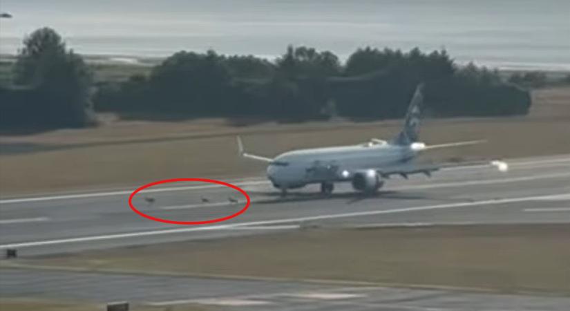 Szarvasokat ütött el az Alaska Airlines Boeing 737-ese