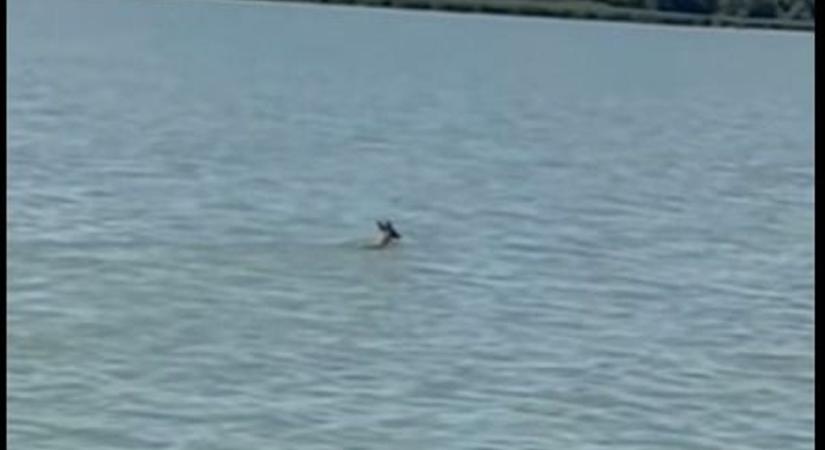 Őz tűnt fel a Balatonban – az úszásról készült videó bejárta a netet