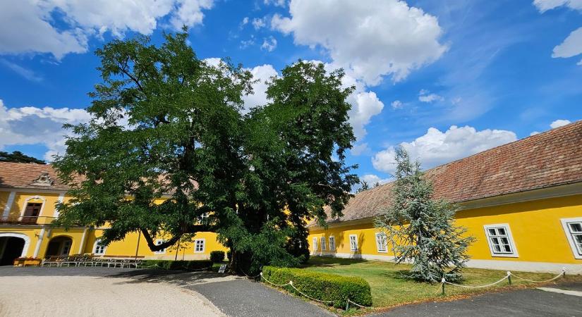Sokan csodájára járnak a 315 éves akácfának