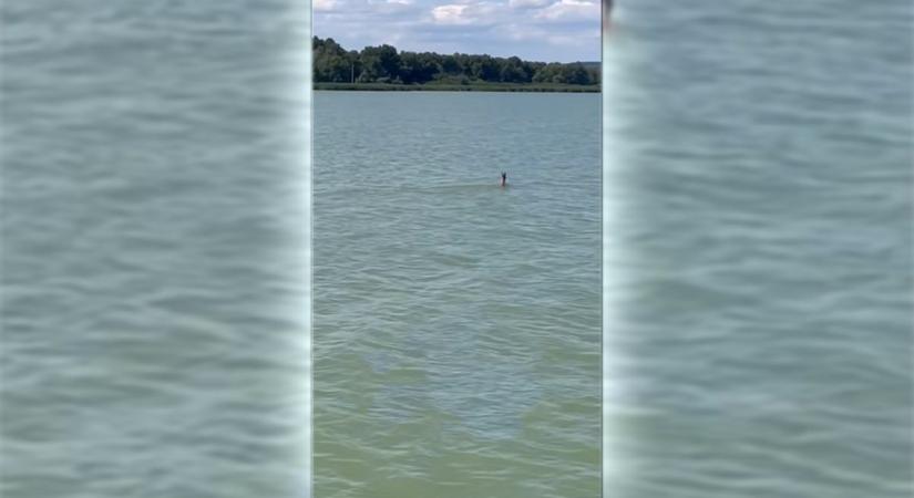 Videó: ennek az őzbaknak senki sem szólt, hogy elmarad a Balaton-átúszás