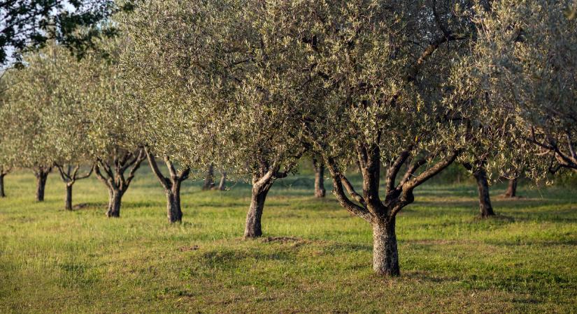 Olivabogyót szüretelne? Ezekkel a trükkökkel biztosan virágozni fog az olajfa!