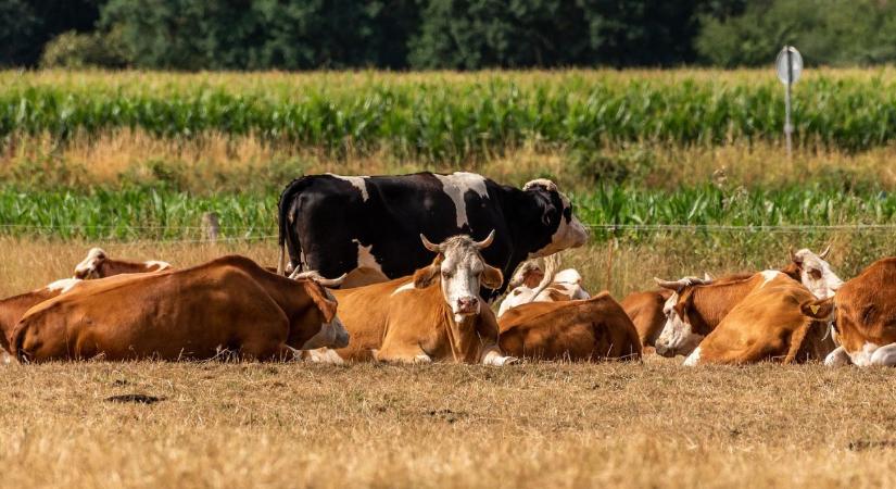 Szerbiában már az állatokat adják el az aszály miatt