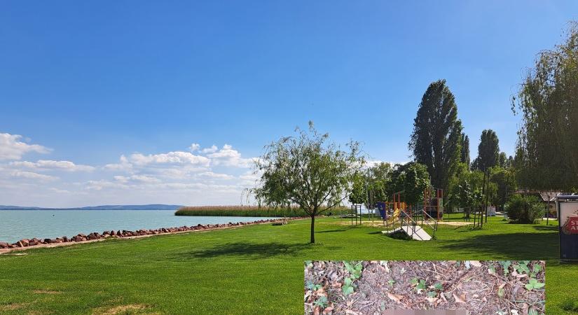 Visszatért a fosófantom – most már a Balatonnál is lecsapott